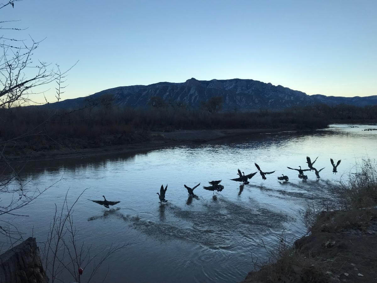 Geese landing in river with mountains and blue sky in background