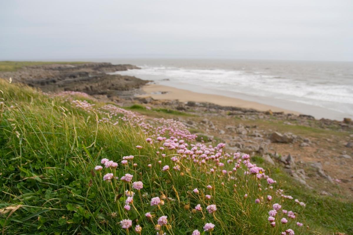 Pink clover blooms in the foreground, with a rocky and sandy shore and ocean background, set beneath a blue-gray sky.